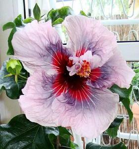 阿黛爾夫人 阿黛爾夫人