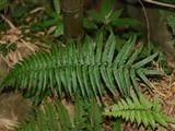 兩廣鱗毛蕨 兩廣鱗毛蕨