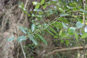 台灣鼠李 台灣鼠李
