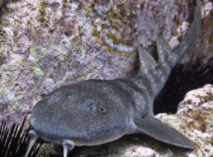 瓦氏長鬚鯊 瓦氏長鬚鯊