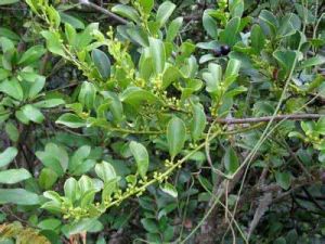 單主寄生 單主寄生