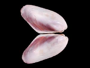 東亞殼菜蛤 東亞殼菜蛤