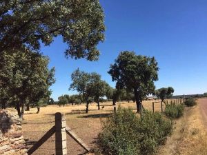 擁有著神戶牛肉般的紋理