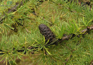秦嶺紅杉 秦嶺紅杉
