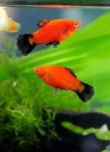 黑尾紅月光 黑尾紅月光