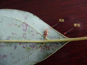 樟頸曼盲蝽蟲 樟頸曼盲蝽蟲