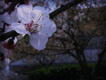 鄭州櫻桃溝景區