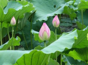 茌平縣翠綠藕業農民專業合作社 茌平縣翠綠藕業農民專業合作社