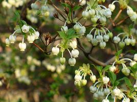 齒緣吊鐘花 齒緣吊鐘花