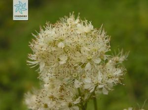 旋果蚊子草 旋果蚊子草