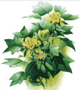 塔狀鵝掌楸 塔狀鵝掌楸