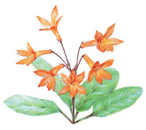 氈毛後蕊苣苔 氈毛後蕊苣苔