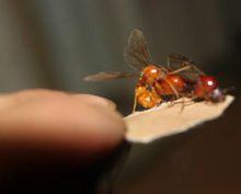 木盲切葉蟻（Carebara lignata）正在交配之中