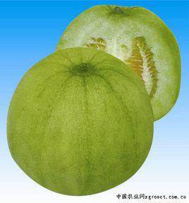 日本甜寶甜瓜 日本甜寶甜瓜