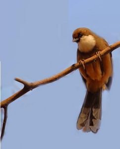 《一隻小鳥》 《一隻小鳥》