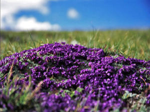 懸岩棘豆 懸岩棘豆