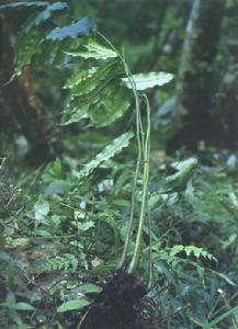 二回原始觀音座蓮 