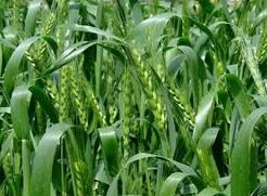 隴中一號 隴中一號