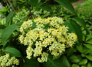 臭檀吳萸 臭檀吳萸