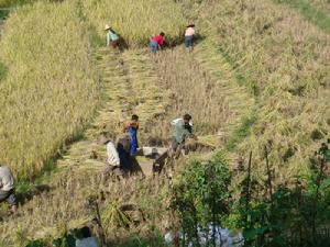（圖）糯扎渡鎮