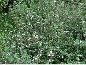 六月雪------ 茜草科