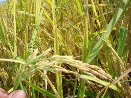 追栗街鎮 追栗街鎮