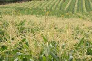 蒙早谷9號 蒙早谷9號