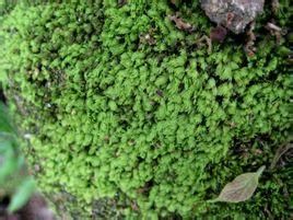 黃葉細濕蘚 黃葉細濕蘚
