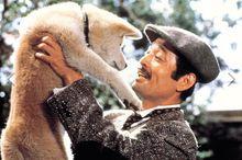 代表作《忠犬八公物語》