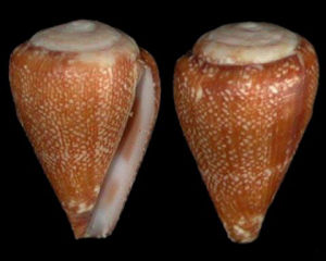 艾沃芋螺 艾沃芋螺