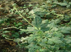 銹苞蒿系 銹苞蒿系