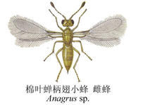 棉葉蟬柄翅小蜂