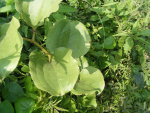 托柄菝葜 托柄菝葜