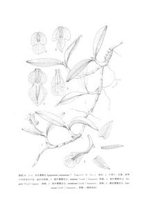 長爪厚唇蘭 長爪厚唇蘭