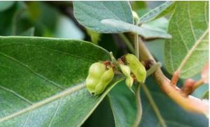 淡紅鹿藿 淡紅鹿藿