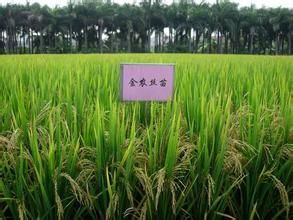 金農絲苗 金農絲苗