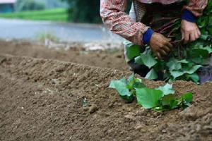 番薯[管狀花目旋花科植物]