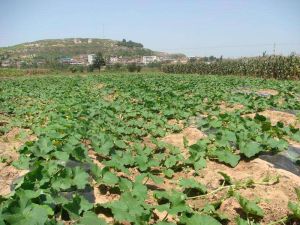 小沙河自然村 小沙河自然村