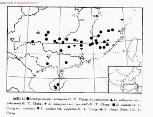 長尾半楓荷 長尾半楓荷