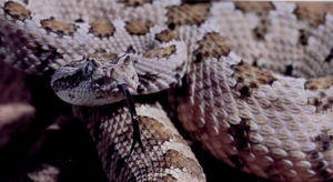 女神響尾蛇 女神響尾蛇