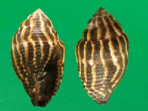 短焰筆螺 短焰筆螺