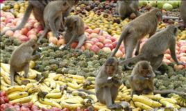 猴子自助餐節 猴子自助餐節