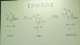 Feulgen染色 Feulgen染色