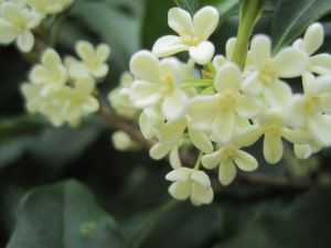 木子花舍 木子花舍