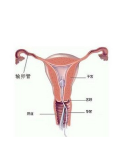 尿道綜合徵 尿道綜合徵