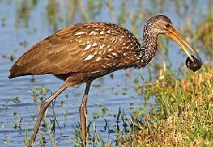 秧鶴科 Aramidae 僅1屬1種，即秧鶴Aramus guarauna。分布於從美國佛羅里達到阿根廷北部的美洲熱帶、亞熱帶水域。體型似鶴，但嘴長而側扁下彎，後趾較長。喜食螺類。