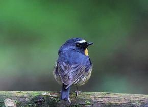 棕胸藍姬鶲棉蘭老島亞種