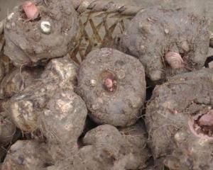 魔芋減肥 魔芋減肥