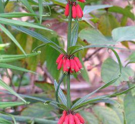 卷葉黃精 卷葉黃精