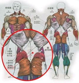 骶棘肌群 骶棘肌群